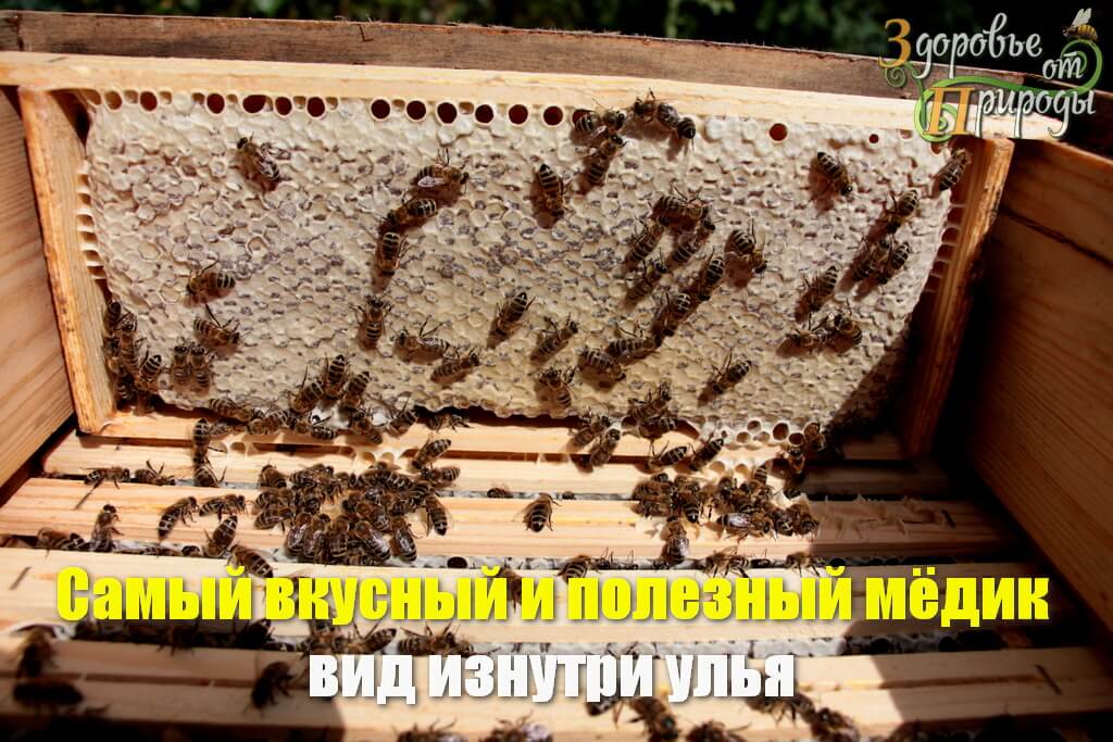 Мёд в сотах экологический лучший